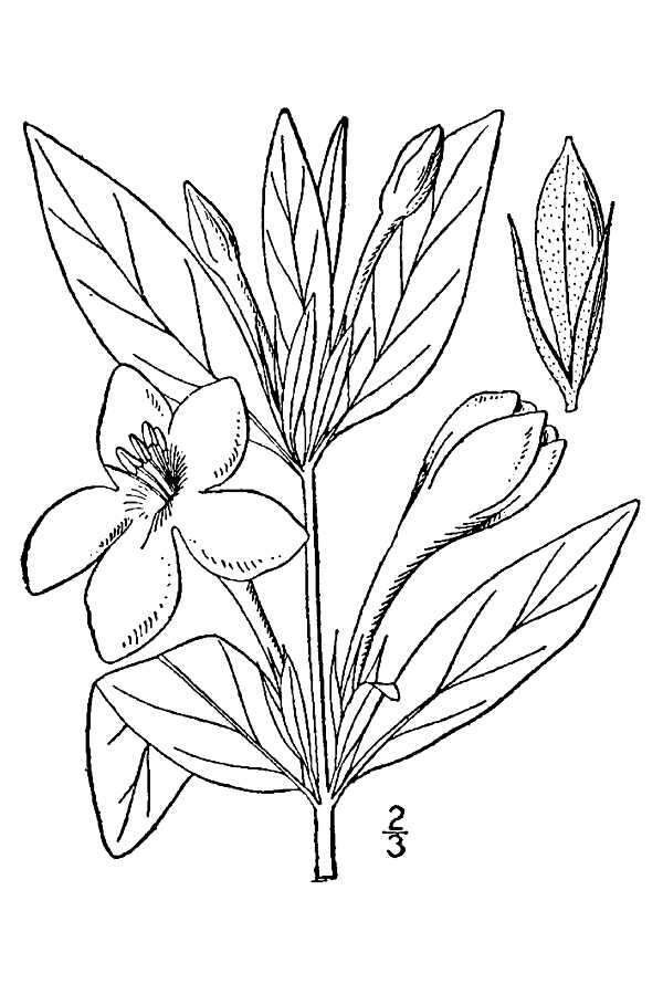 Image of limestone wild petunia