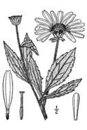 Image of sweet coneflower