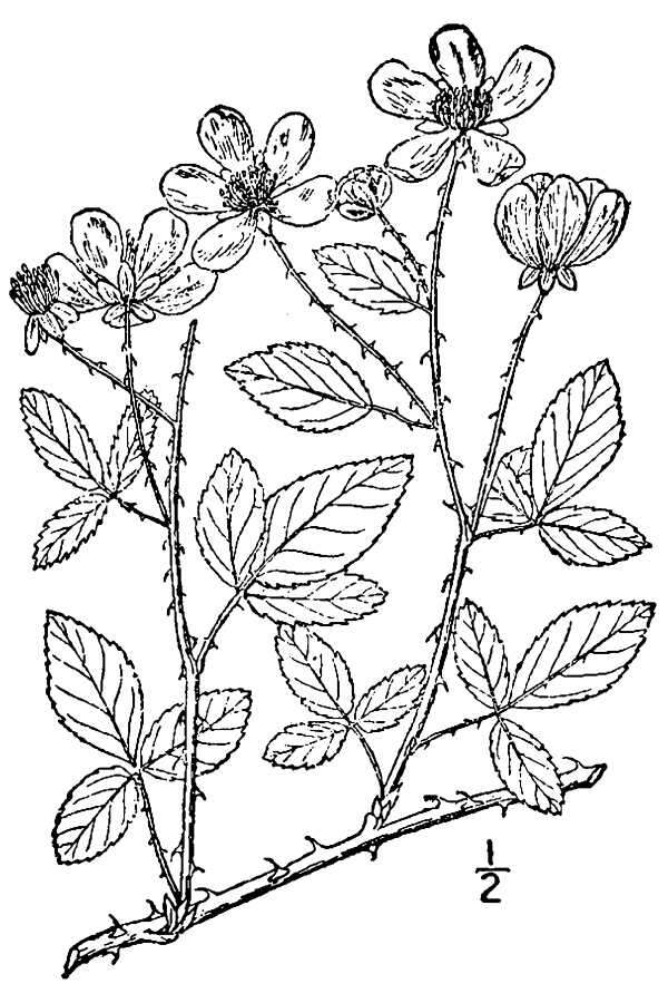 Sivun Rubus trivialis Michx. kuva