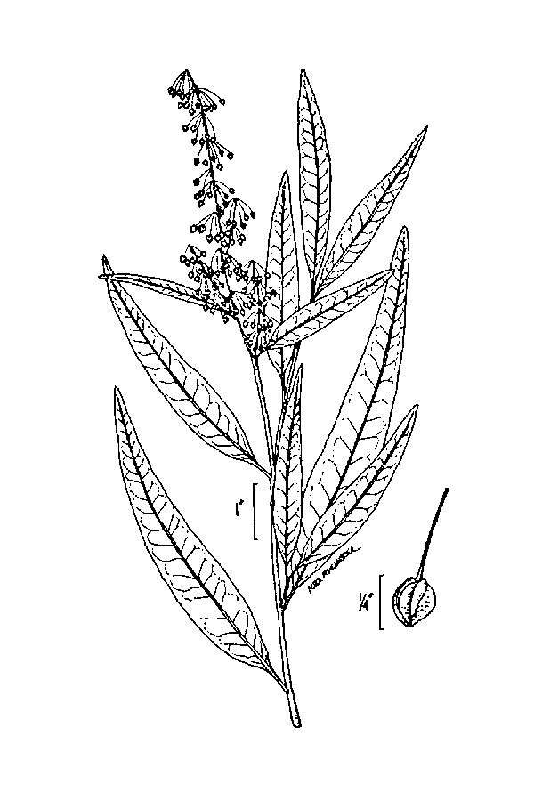 Rumex verticillatus L.的圖片