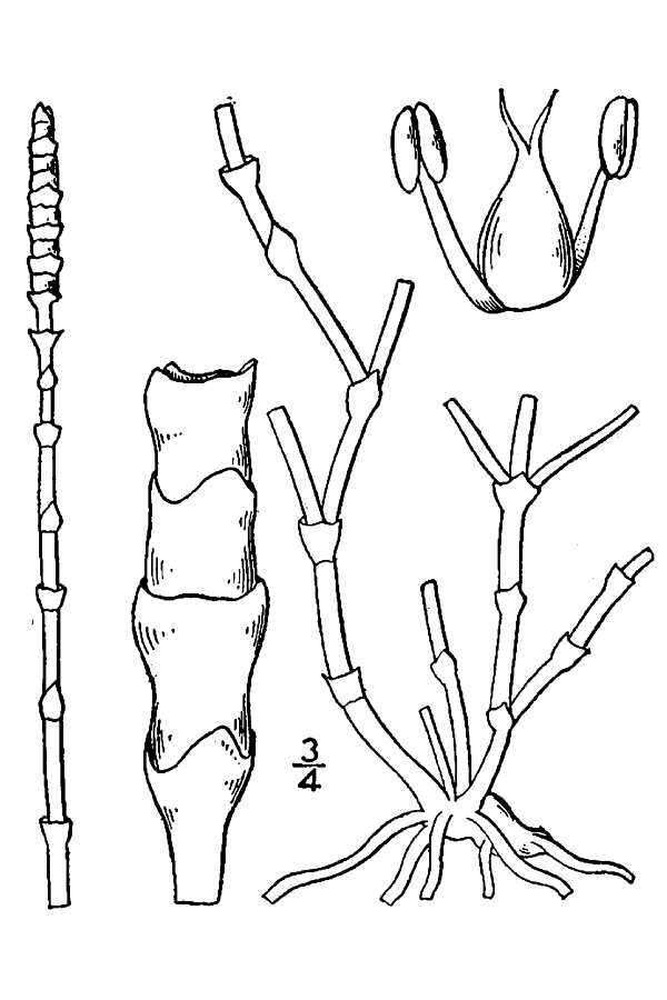 Image of Perennial Glasswort