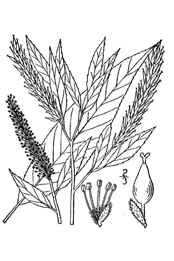 Imagem de Salix amygdaloides Anderss.
