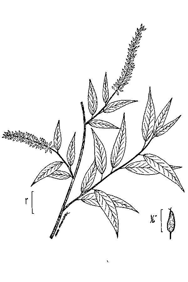 Imagem de Salix amygdaloides Anderss.