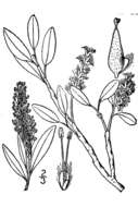 Imagem de Salix phlebophylla Anderss.