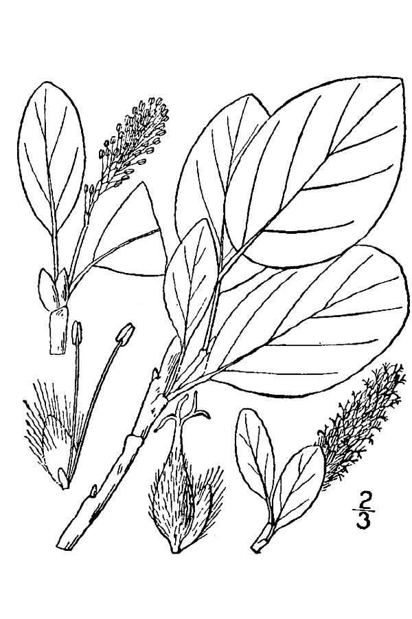 Imagem de Salix arctophila Cockerell ex Heller