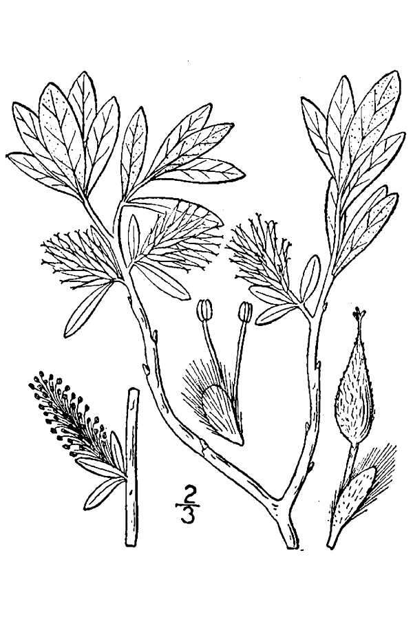 Imagem de Salix argyrocarpa Anderss.