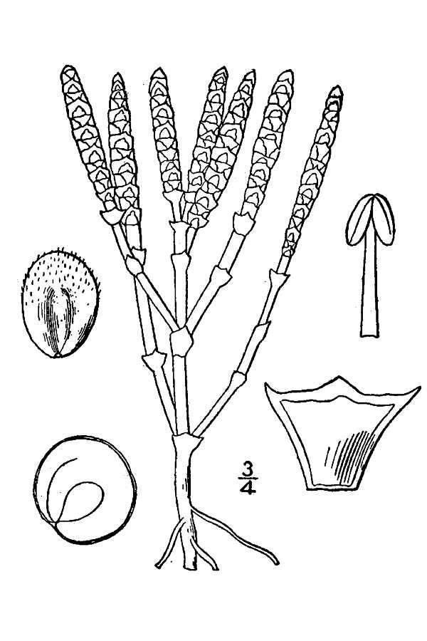 Image of dwarf saltwort