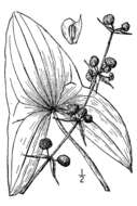 Sagittaria brevirostra Mack. & Bush的圖片