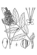 Слика од Sanguisorba canadensis L.