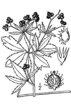 Image of Canadian blacksnakeroot