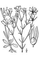 Image of slender rose gentian