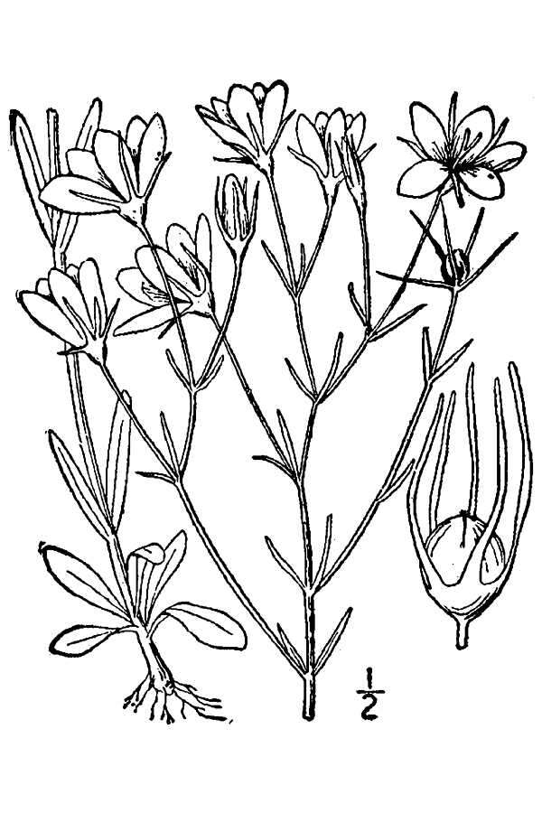 Image of slender rose gentian