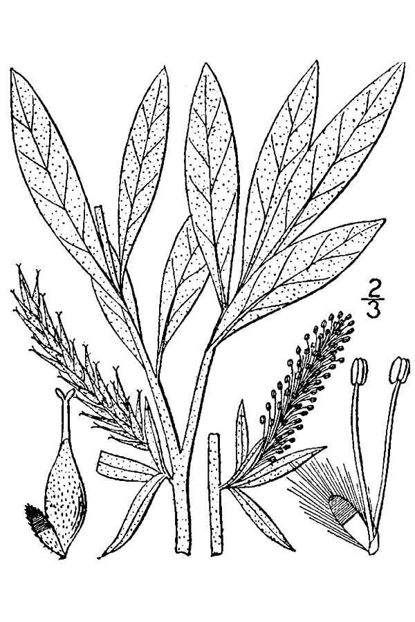 Imagem de Salix candida Flüggé ex Willd.