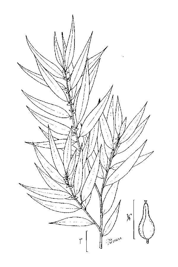 Imagem de Salix caroliniana Michx.