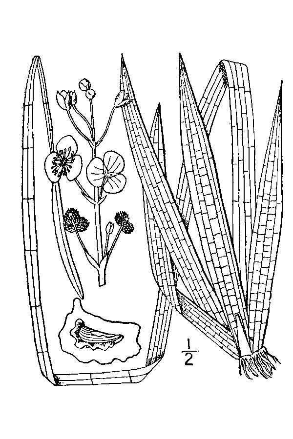 Sagittaria cristata Engelm.的圖片