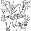 Image of grayleaf willow