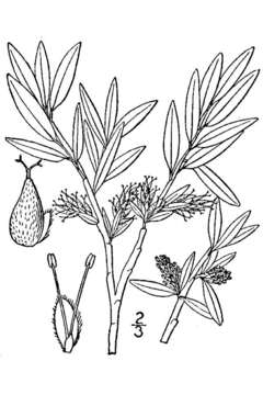 Image of grayleaf willow