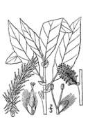 Image of pussy willow