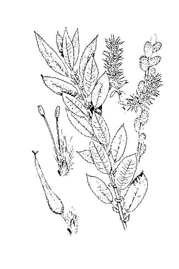 Image of pussy willow