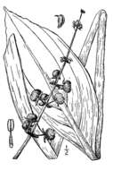 Image of bulltongue arrowhead