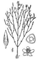 Image de Hypericum gentianoides (L.) Britton, E. E. Sterns & Poggenb.
