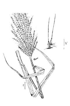 Saccharum giganteum (Walter) Pers. resmi