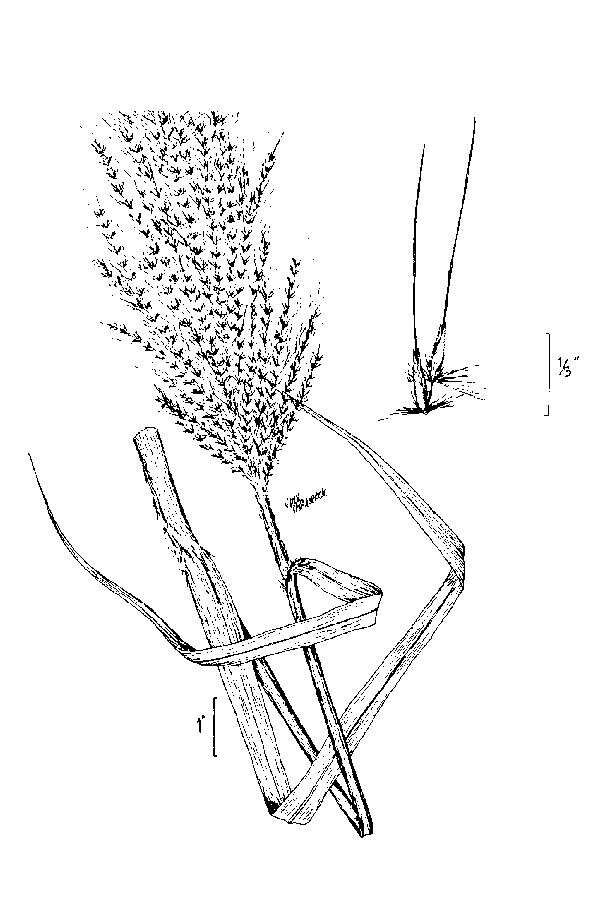 Saccharum giganteum (Walter) Pers. resmi