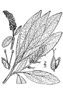 Image of grayleaf willow