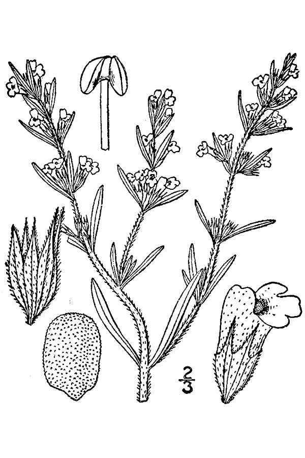 Image of summer savory