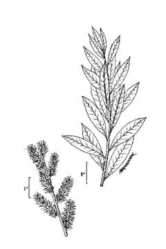 Image of prairie willow