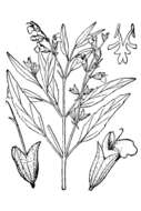 Salvia reflexa Hornem. resmi