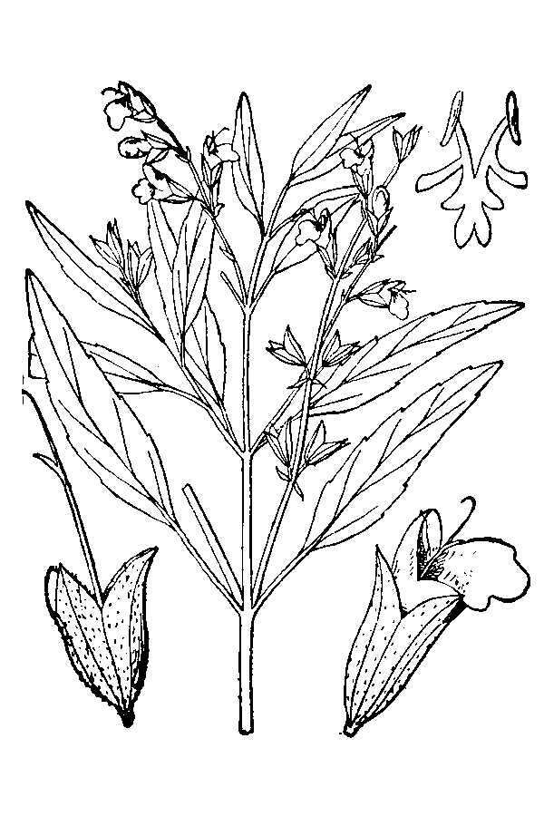 Salvia reflexa Hornem. resmi