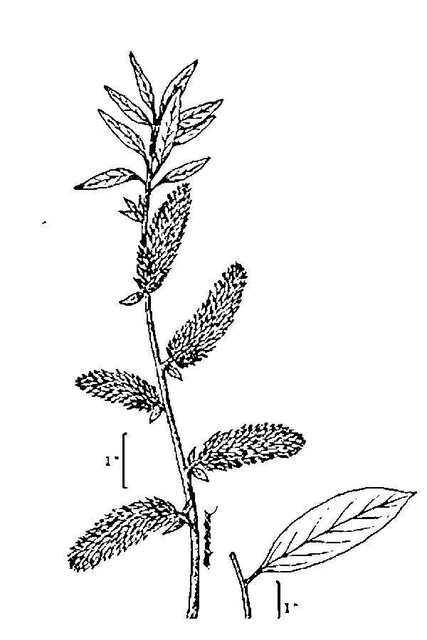 Image of Lemmon's willow