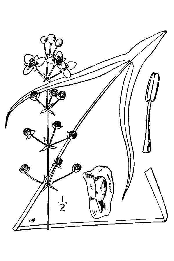 Image of Long-Barb Arrowhead