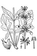 Image of lyreleaf sage