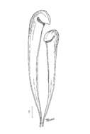 Image of Hooded Pitcherplant