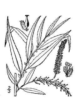 Image of black willow