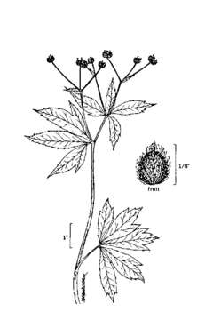 Imagem de Sanicula odorata (Raf.) K. M. Pryer & L. R. Phillippe