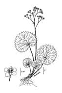 Sivun Micranthes odontoloma (Piper) A. A. Heller kuva