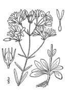 Image of shortleaf rose gentian