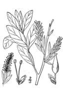 Imagem de Salix pedicellaris Pursh