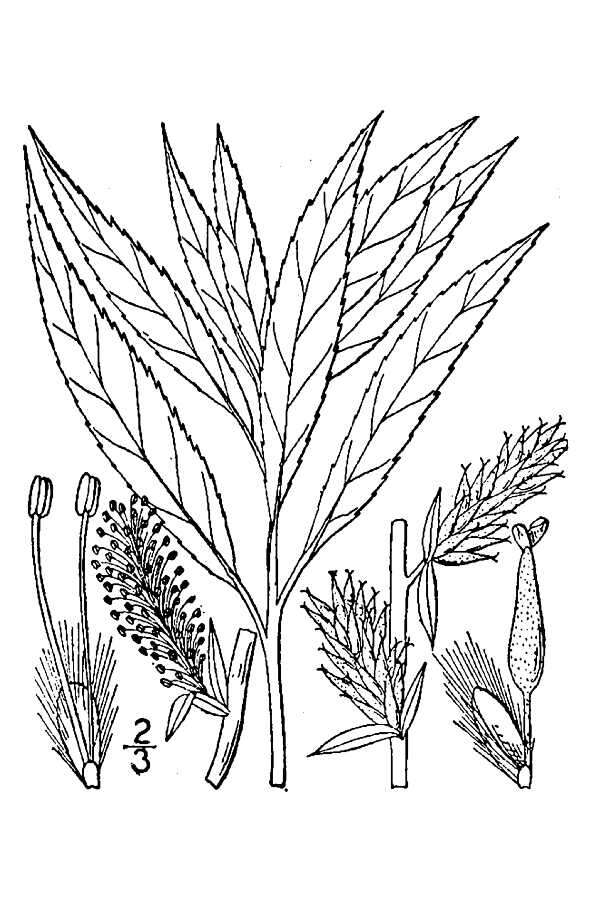 Imagem de Salix petiolaris Sm.