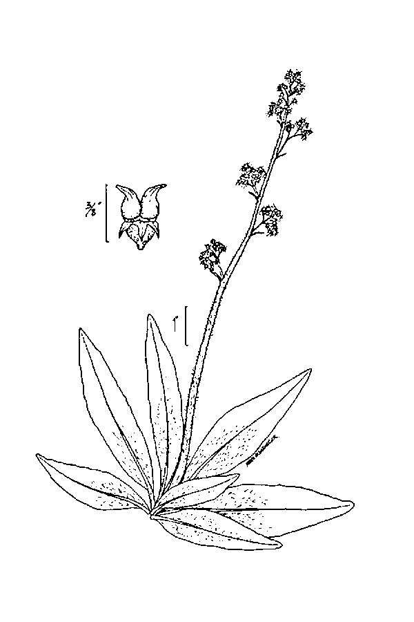 Image of Eastern Swamp Pseudosaxifrage