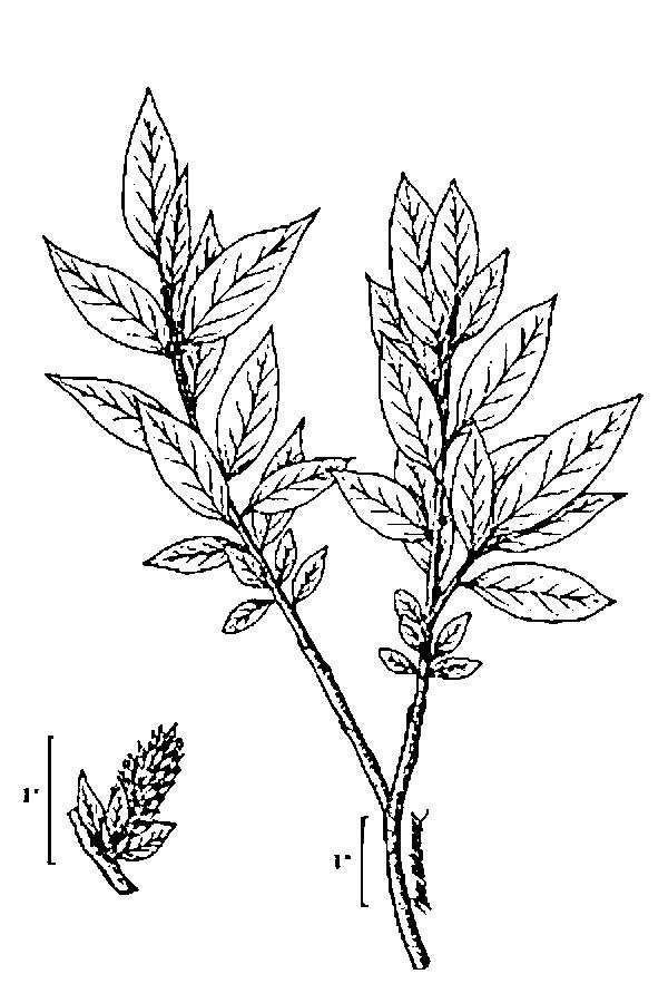 Imagem de Salix planifolia Pursh