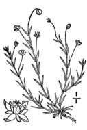 Image of birdeye pearlwort