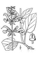 Imagem de Salvia pratensis L.