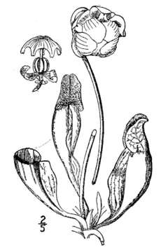 Image of purple pitcherplant