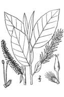 Imagem de Salix pyrifolia Anderss.