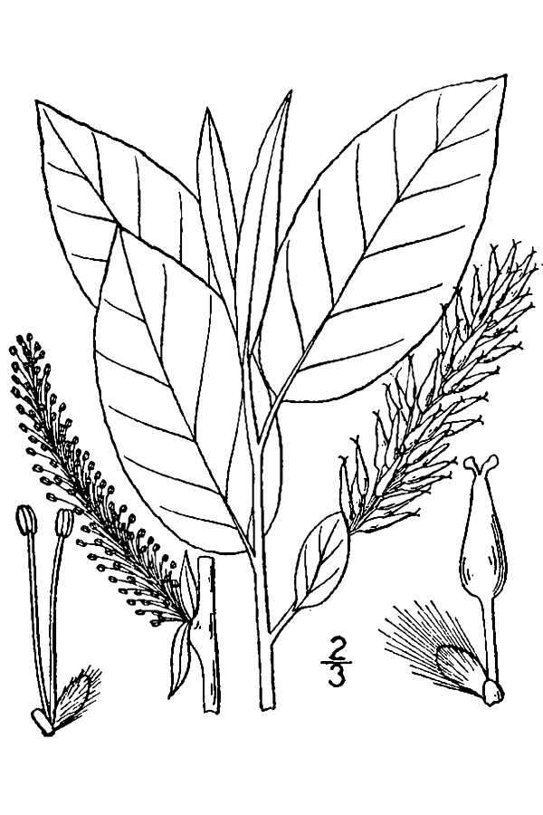 Image de Salix pyrifolia Anderss.