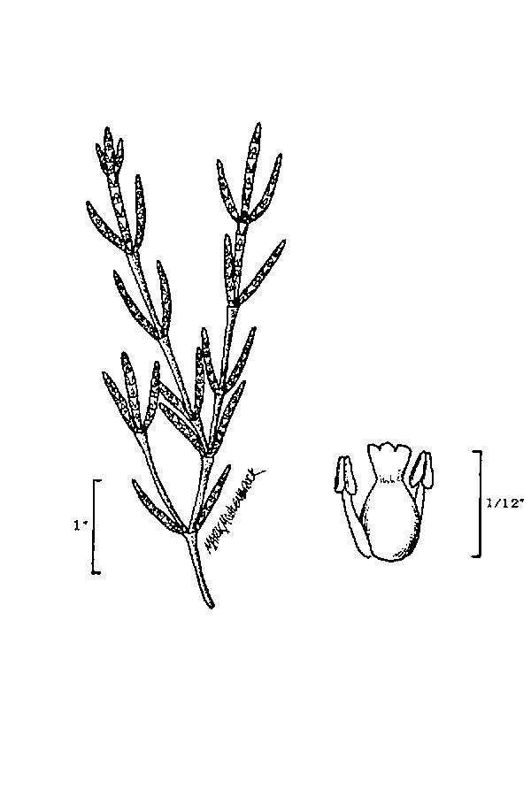 Image of red samphire